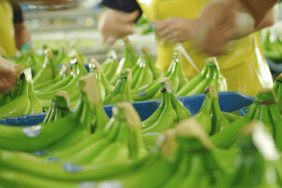 Quality standards Chiquita Bananas