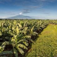 Chiquita land Sustainability