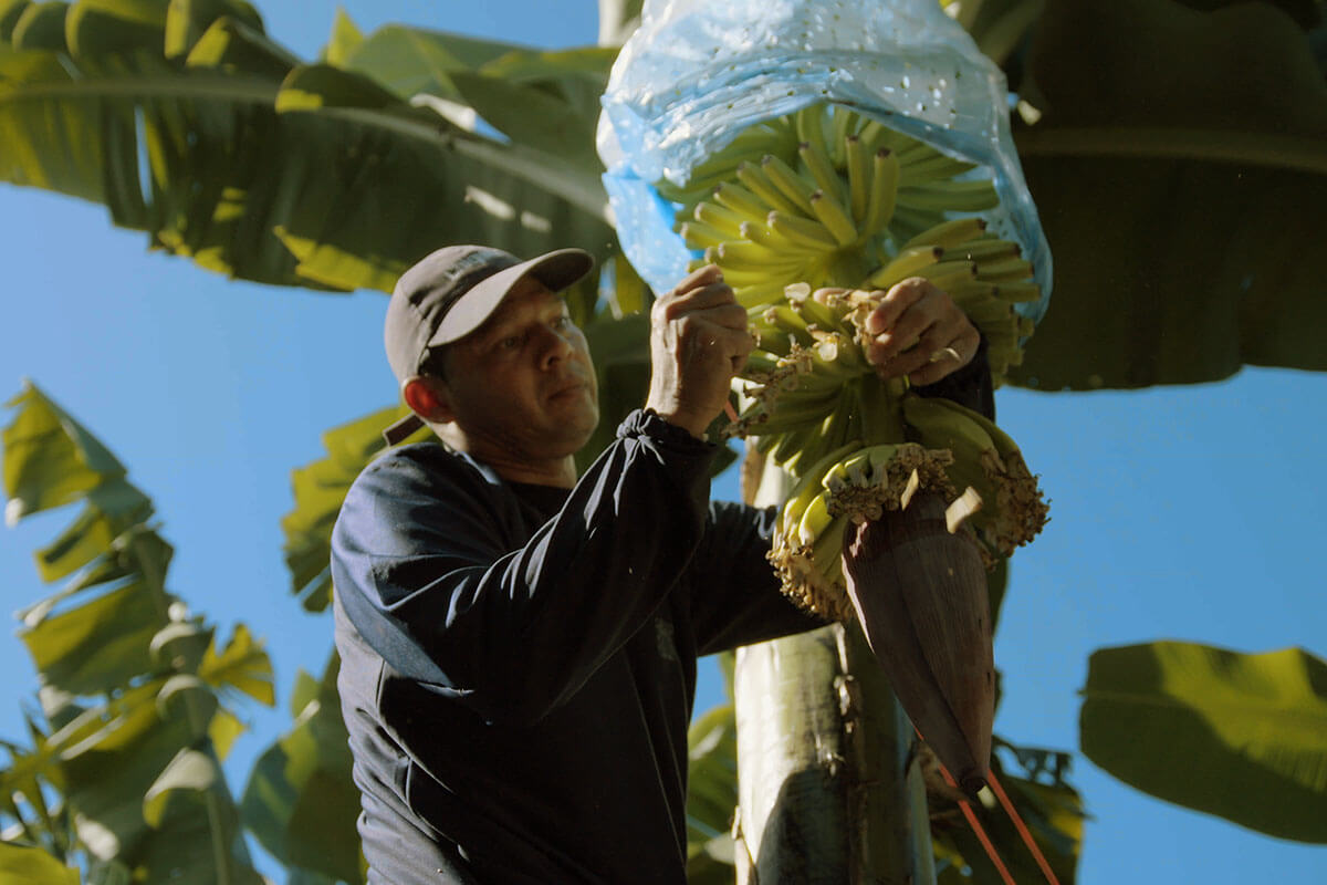 Chiquita farmer banana tree