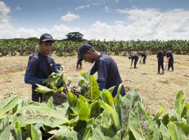 Chiquita Sustainable Agriculture Farm Rejuvenation
